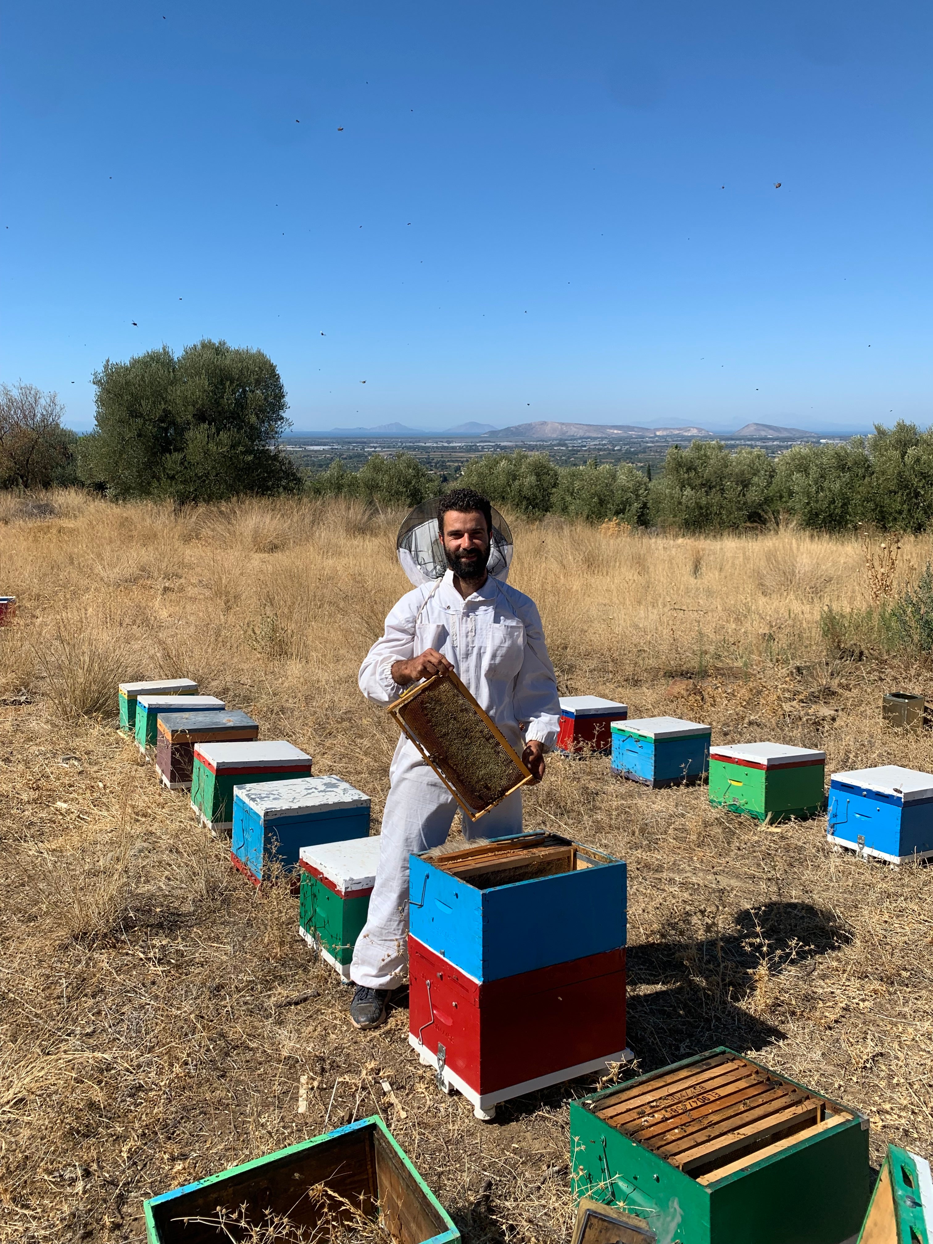 Artemisio Greek Honey – Pure Raw Natural Honey from Pine 470g – Premium Quality from Greece